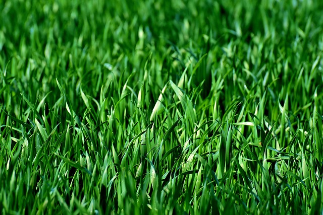 Cape Coral Lawn Care